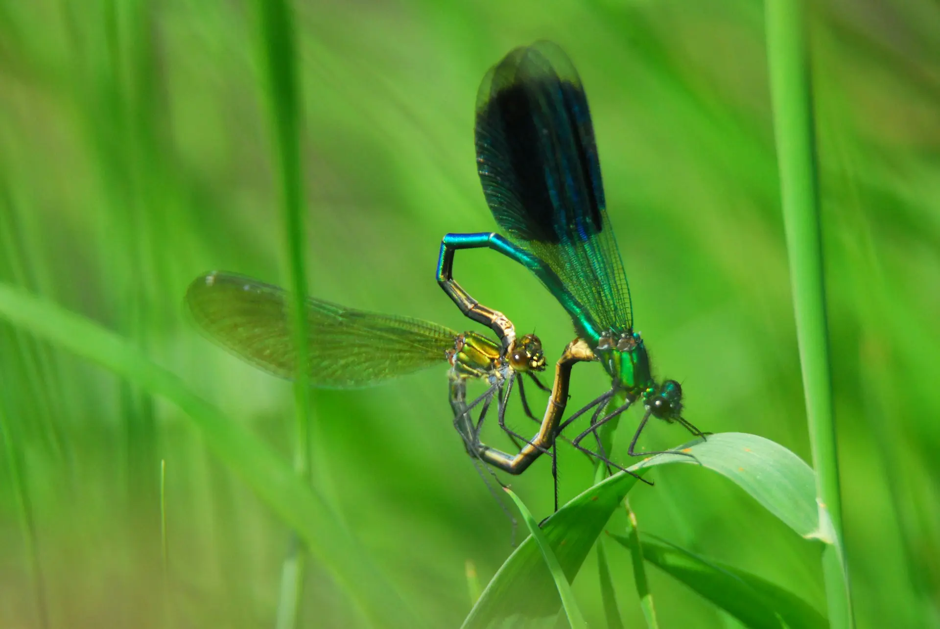 a couple of blue and black dragonflies sitting on top of a green plant