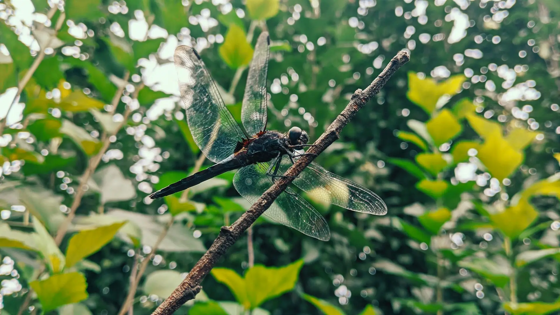 A bird sitting on a branch in a tree