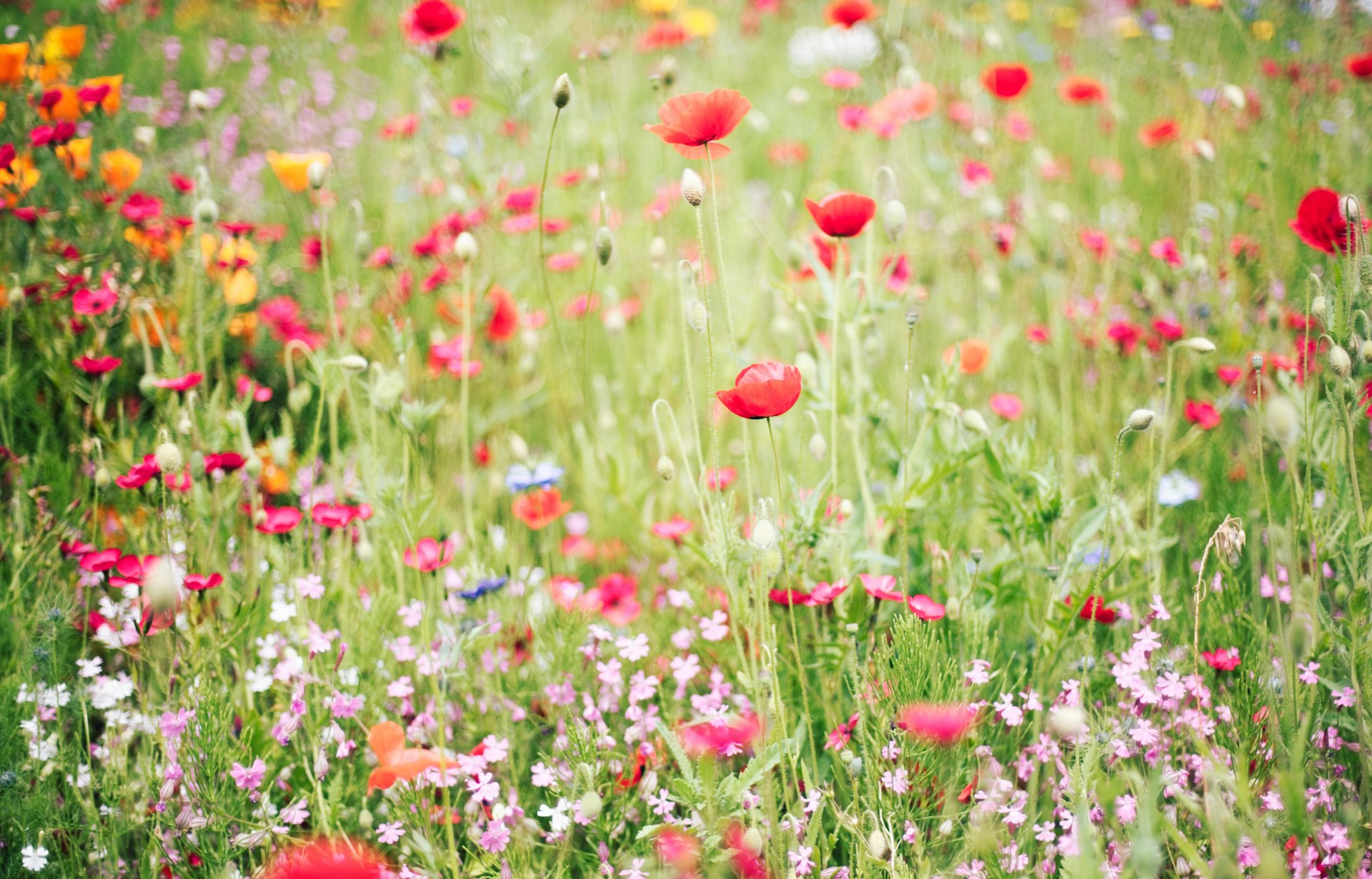 a field full of colorful flowers and grass