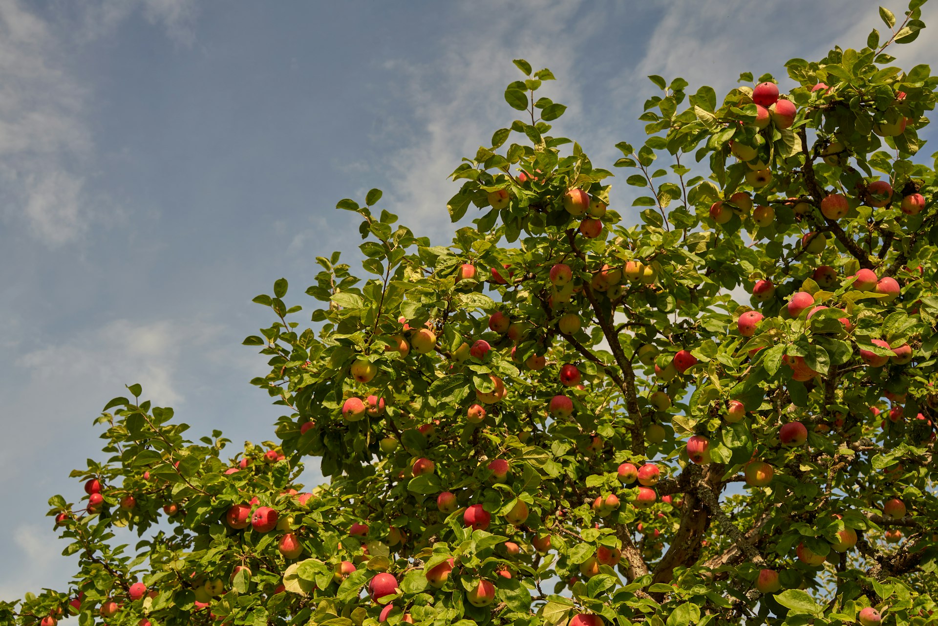 a tree with many fruits on it