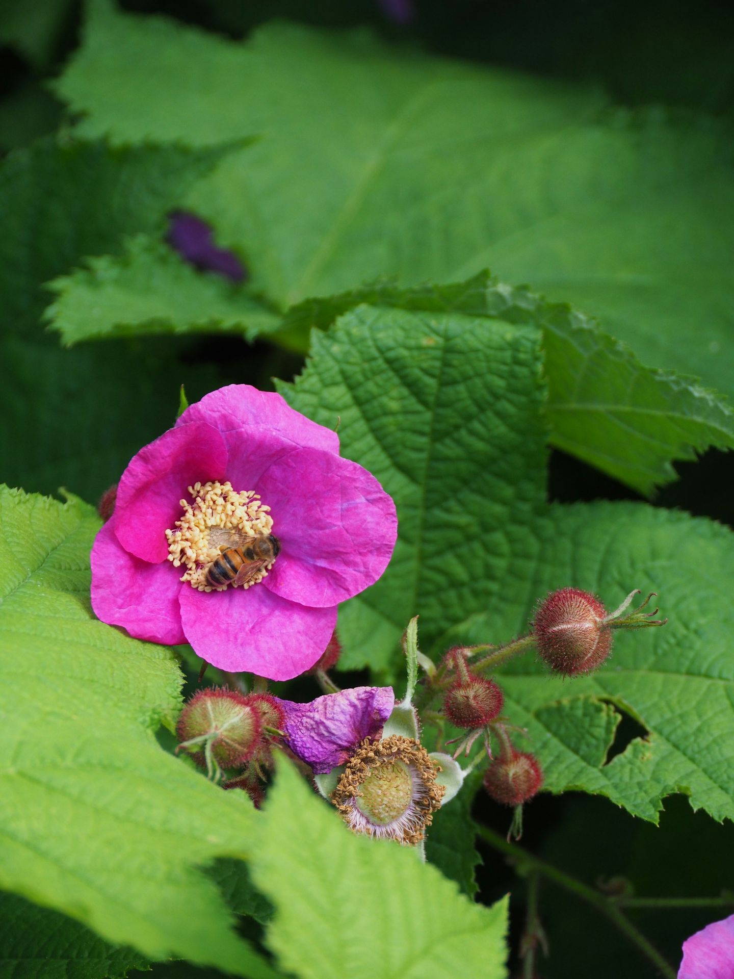 a pink flower sitting on top of a green leaf