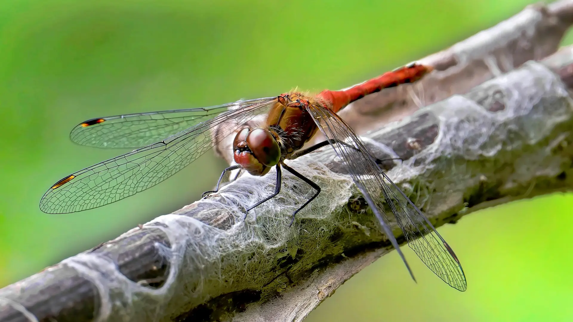 A red dragonfly rests on a branch.